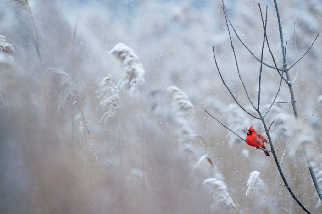 Cardinal on branch of snow covered tree